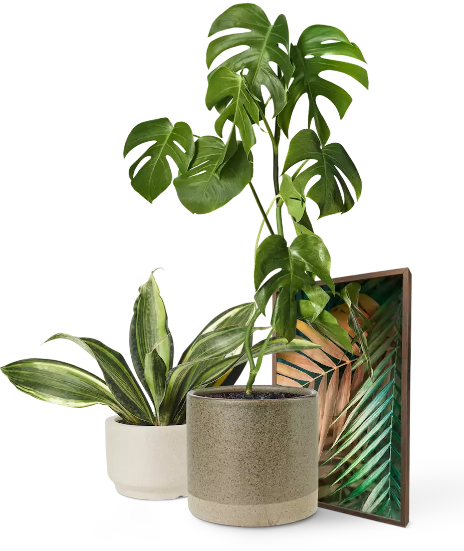 plant